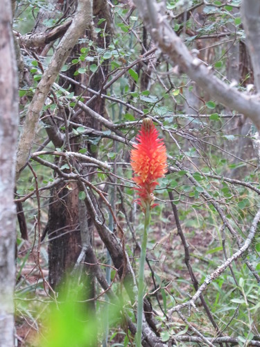 Image of Sacoila Argentina (Sacoila argentina) by (c) Rob Foster, some rights reserved (CC BY)
