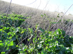 Sonchus