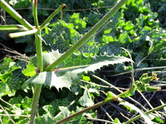 Sonchus