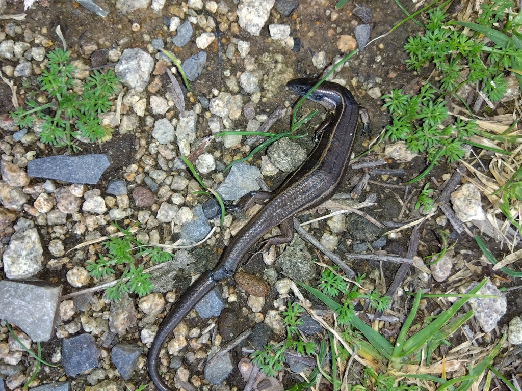 Rawlinson's Window-eyed Skink