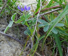 Lupinus succulentus