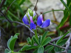 Lupinus succulentus