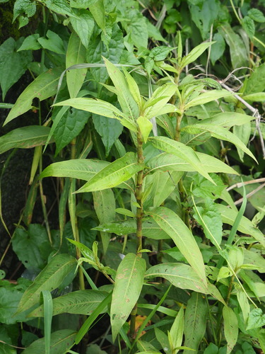 Image of Persicaria barbata by no rights reserved
