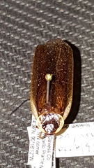 Parcoblatta pennsylvanica