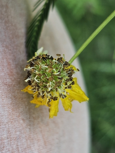 Image of Neptunia plena by (c) ritirene, some rights reserved (CC BY)