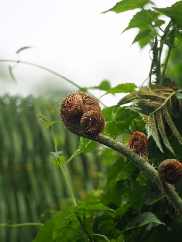 Cyathea lepifera iNat (3)
