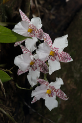 Rhynchostele rossii
