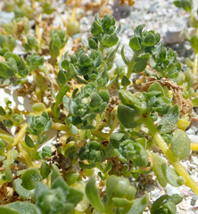 Atriplex billardierei