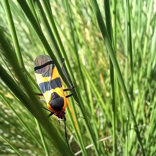 Large Milkweed Bug photographed in South Carolina