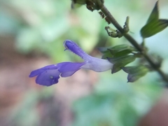 Salvia urolepis