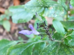 Salvia urolepis