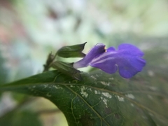 Salvia urolepis