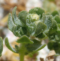 Atriplex billardierei