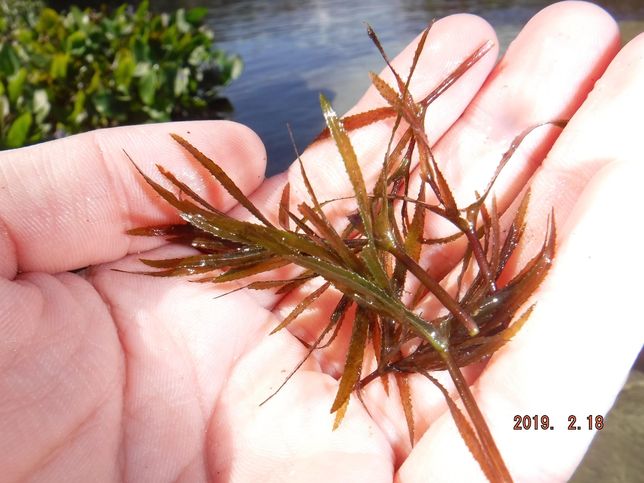 Najas guadalupensis ssp. floridana