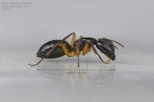 Camponotus tergestinusCamponotus tergestinus