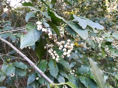 Chiococca pachyphylla