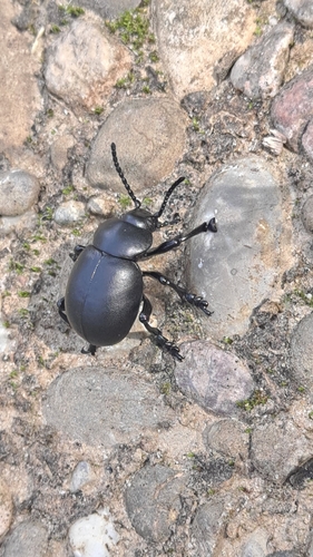 Timarcha tenebricosa