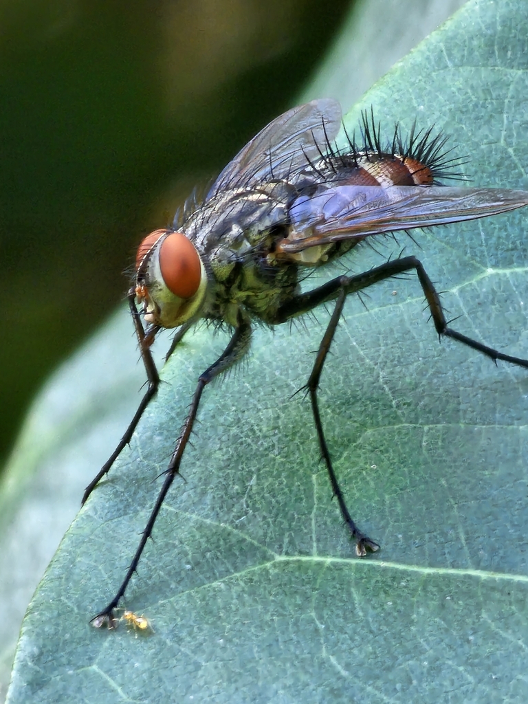 Ptilodexia spinosa