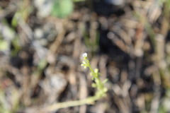 Pectocarya linearis ferocula