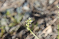 Pectocarya linearis ferocula