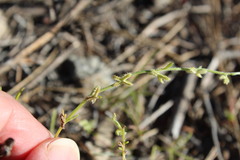 Pectocarya linearis ferocula