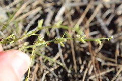 Pectocarya linearis ferocula