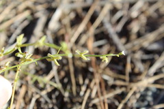 Pectocarya linearis ferocula