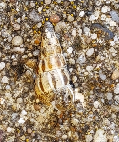 Pointed Snail, 3199 Maasvlakte Rotterdam, Nederland, photo 6 of 10