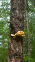 Laetiporus montanus