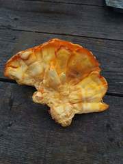 Laetiporus montanus