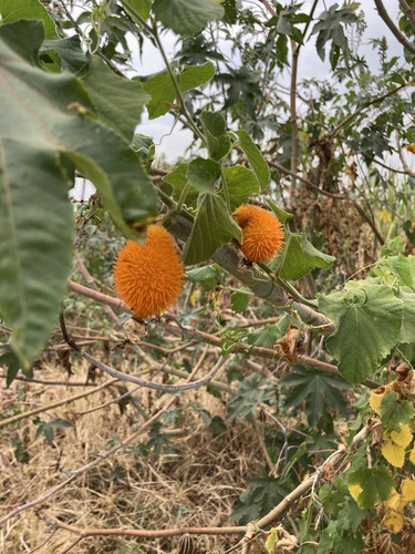 Momordica foetida
