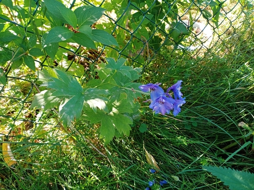 Image of Delphinium cultorum by (c) Анна, some rights reserved (CC BY)