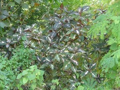 Graptophyllum pictum