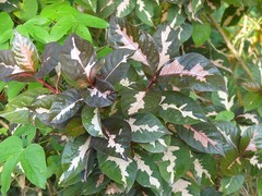 Graptophyllum pictum