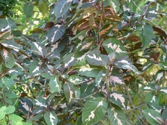 Graptophyllum pictum