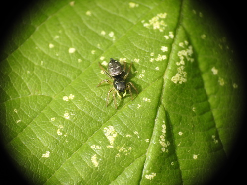 Copper Sun Jumper, Blaricum, Nederland, photo 7 of 10