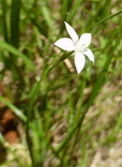Wahlenbergia rupestris