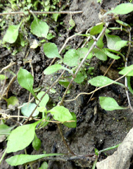 Wahlenbergia rupestris