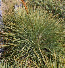 Aciphylla glaucescens