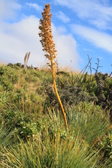 Aciphylla glaucescens