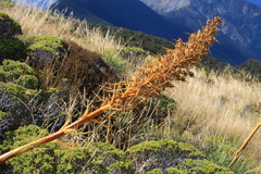 Aciphylla glaucescens