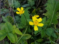 Ranunculus sierrae-orientalis