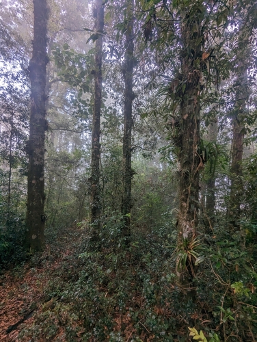 Quercus delgadoana