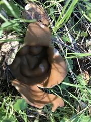 Helvella acetabulum
