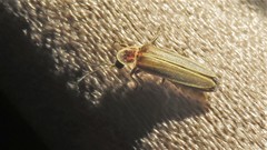 Photinus signaticollis