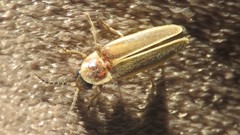 Photinus signaticollis