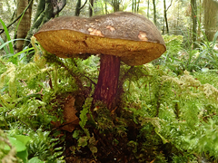 Xerocomus rufostipitatus