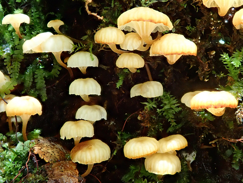 Xeromphalina leonina image