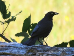 Euphagus cyanocephalus