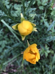 Ranunculus macranthus